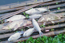 Điều tra vụ cá chết hàng loạt, làm rõ dòng nước lạ từ khe núi