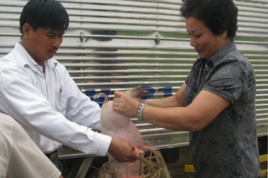 Tặng 250 con lợn cho bà sau lũ