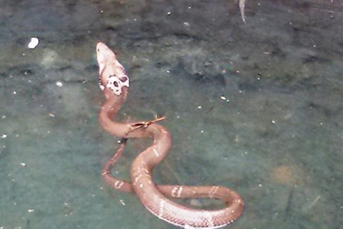 Lại loạn tin “rắn thần” biết... múa