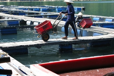 Người Trung Quốc nuôi cá trái phép ở Vũng Rô