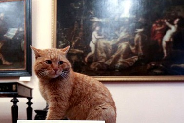 Viện bảo tàng gây sốt vì nhận mèo làm… "nhân viên"