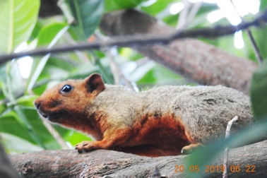 Ghi nhận hình thái mới của loài sóc đỏ đặc hữu ở đảo Hòn Lao
