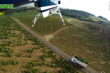 Nông dân chi tiền triệu mỗi tiếng thuê trực thăng thu hoạch cây thông