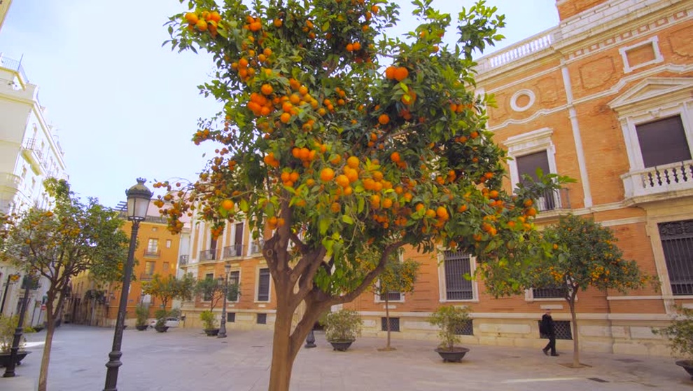 Ấn tượng với chiếc máy rung vài giây, cả cây cam rụng sạch - 2 Ấn tượng với chiếc máy rung vài giây, cả cây cam rụng sạch - 2