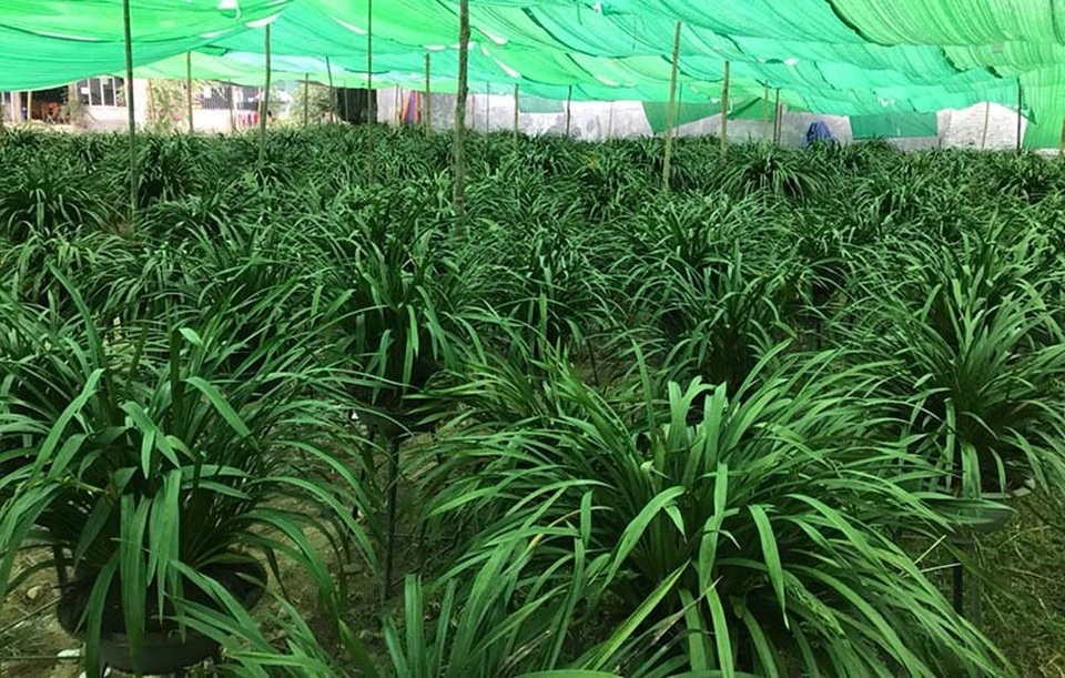 Ôm giấc mộng vua Trần, anh nông dân thu 7 tỷ đồng mùa Tết - 3 Ôm giấc mộng vua Trần, anh nông dân thu 7 tỷ đồng mùa Tết - 3