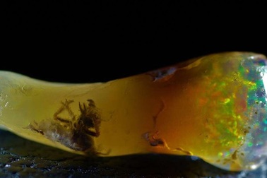 Phát hiện viên đá quý cực hiếm chứa… côn trùng hoá thạch độc nhất vô nhị