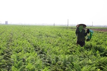 Hải Dương cấp thẻ cho nông dân ra đồng