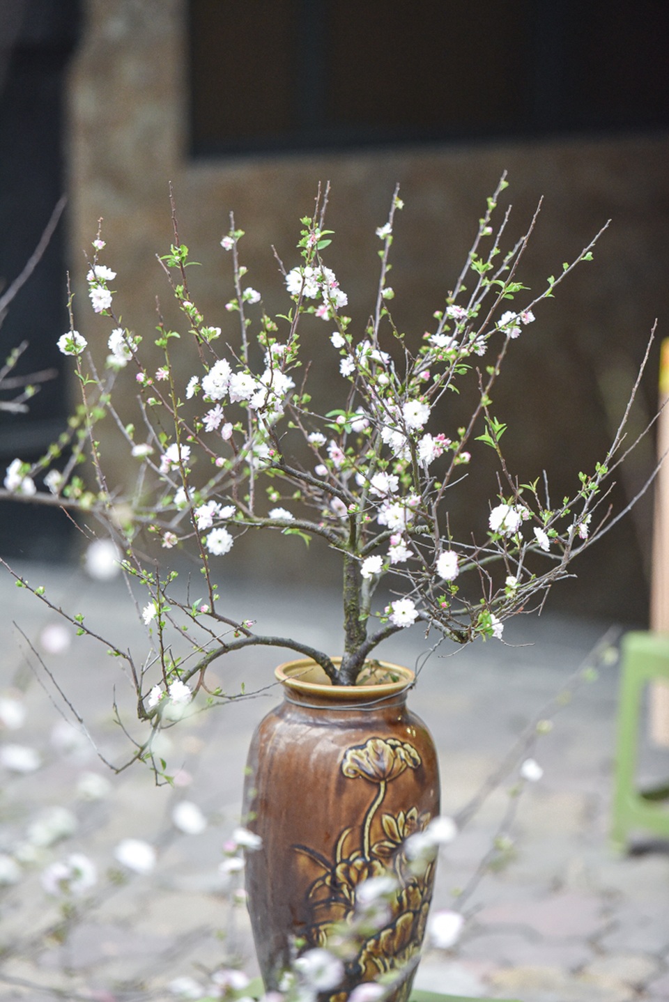 Ngắm những cây nhất chi mai, giá bạc triệu ngày cận Tết - 10 Ngắm những cây nhất chi mai, giá bạc triệu ngày cận Tết - 10