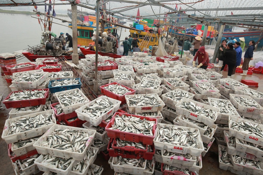 Ngư dân xứ Nghệ ra biển chỉ 3 giờ đã bỏ túi hơn 10 triệu đồng - 2 Ngư dân xứ Nghệ ra biển chỉ 3 giờ đã bỏ túi hơn 10 triệu đồng - 2