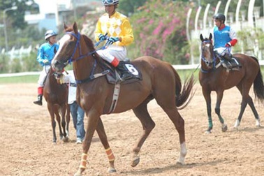 Không cho đua ngựa ở CLB thể thao Phú Thọ 