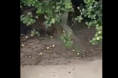 Cầy mangut "hạ gục" rắn bằng cú nhảy vồ điêu luyện