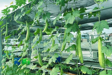 Ông bố 9X chi 80 triệu làm vườn: Rau mơn mởn, cá tung tăng trên sân thượng