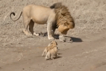 Khoảnh khắc động vật ấn tượng: "Chúa tể thảo nguyên" dạo chơi với đàn con