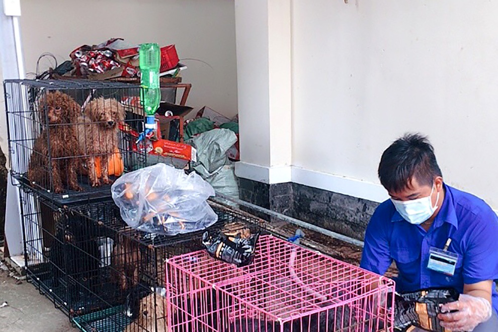 Chủ mắc Covid-19, 12 con chó cảnh được đưa về UBND phường chăm sóc - 2 Chủ mắc Covid-19, 12 con chó cảnh được đưa về UBND phường chăm sóc - 2