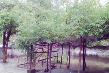 Cây sắn “lạ” có tán rộng hơn 10m