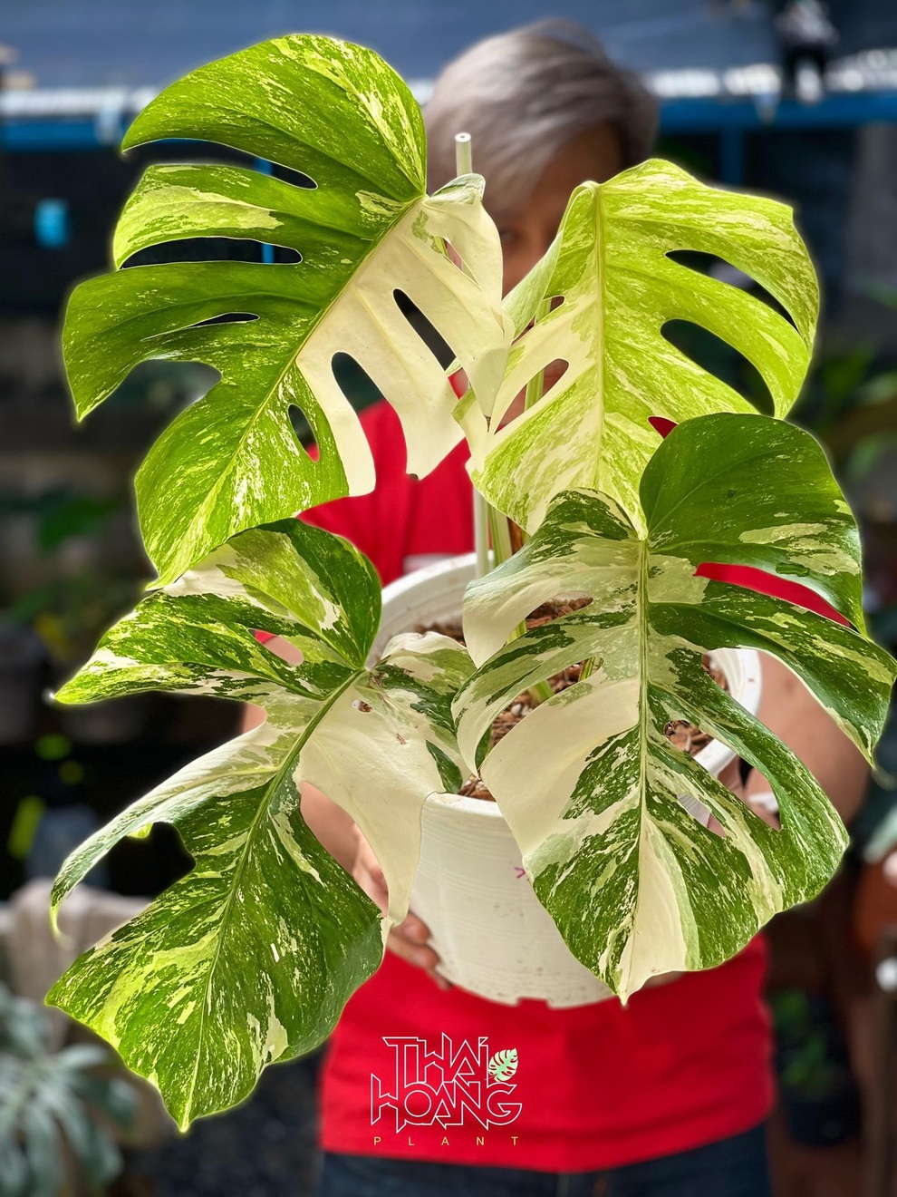 Khu vườn kiểng lá đẹp mắt của người đàn ông Việt Nam tại Thái Lan - 8 Khu vườn kiểng lá đẹp mắt của người đàn ông Việt Nam tại Thái Lan - 8