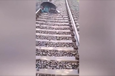 Người đàn ông nằm ngủ giữa đường sắt khiến tàu phải phanh gấp