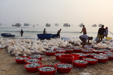 Ngư dân lao ra biển kiếm 800 triệu đồng, người ở nhà cũng... không kịp thở