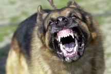 Bé trai 11 tuổi tử vong do chó cắn