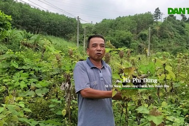 Vỡ mộng làm giàu, người trồng cây gai xanh thu về... "gai độc"