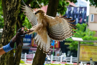 Cảnh huấn luyện đại bàng giữa phố Hà Nội