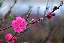 Gặp người chỉ làm đào thế theo tích cổ ở Thủ đô