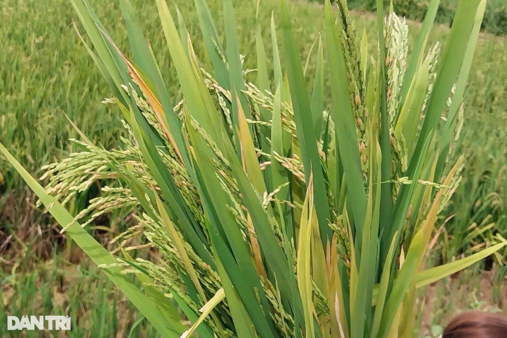 Hơn 2.700ha lúa lép hạt, nông dân lo không có gạo ăn - 3 Hơn 2.700ha lúa lép hạt, nông dân lo không có gạo ăn - 3