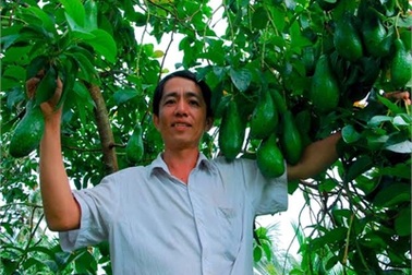 "Cổ tích" miền Tây: Tỷ phú Đông Dương nhờ hạt bơ sáp vứt đi