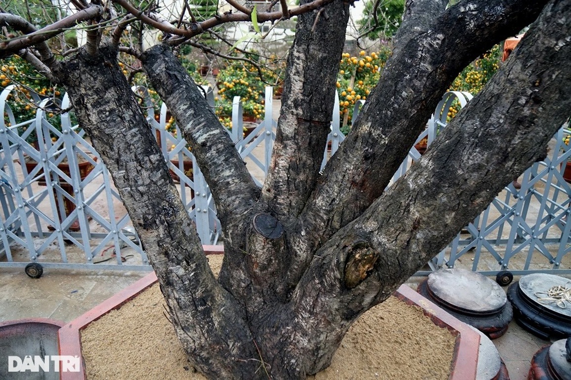 Đào khủng cổ thụ bàn tay lộc, hét giá trăm triệu đồng ở Thanh Hóa - 4 Đào khủng cổ thụ bàn tay lộc, hét giá trăm triệu đồng ở Thanh Hóa - 4