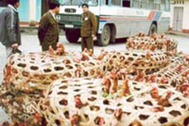 Sẽ xử lý nghiêm việc nhập lậu gia cầm