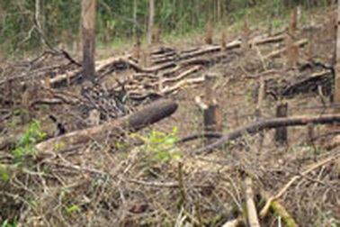 Sức tàn phá của “cơn bão” di cư tự do