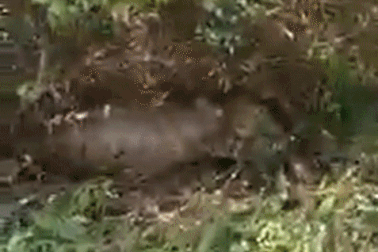 Trăn dài gần 5 m chết vì vỡ bụng sau khi nuốt trọn con bê