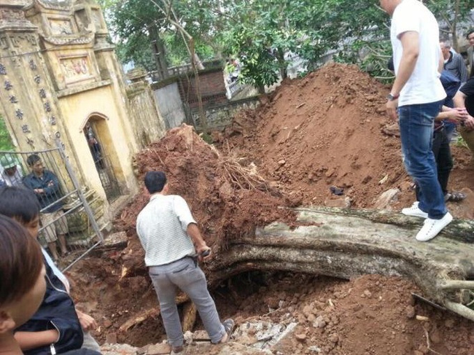 cây sưa, gỗ sưa, cây sưa 50 tỷ, cây sưa ở Bắc Ninh, Bắc Ninh, cây sưa 200 năm tuổi
