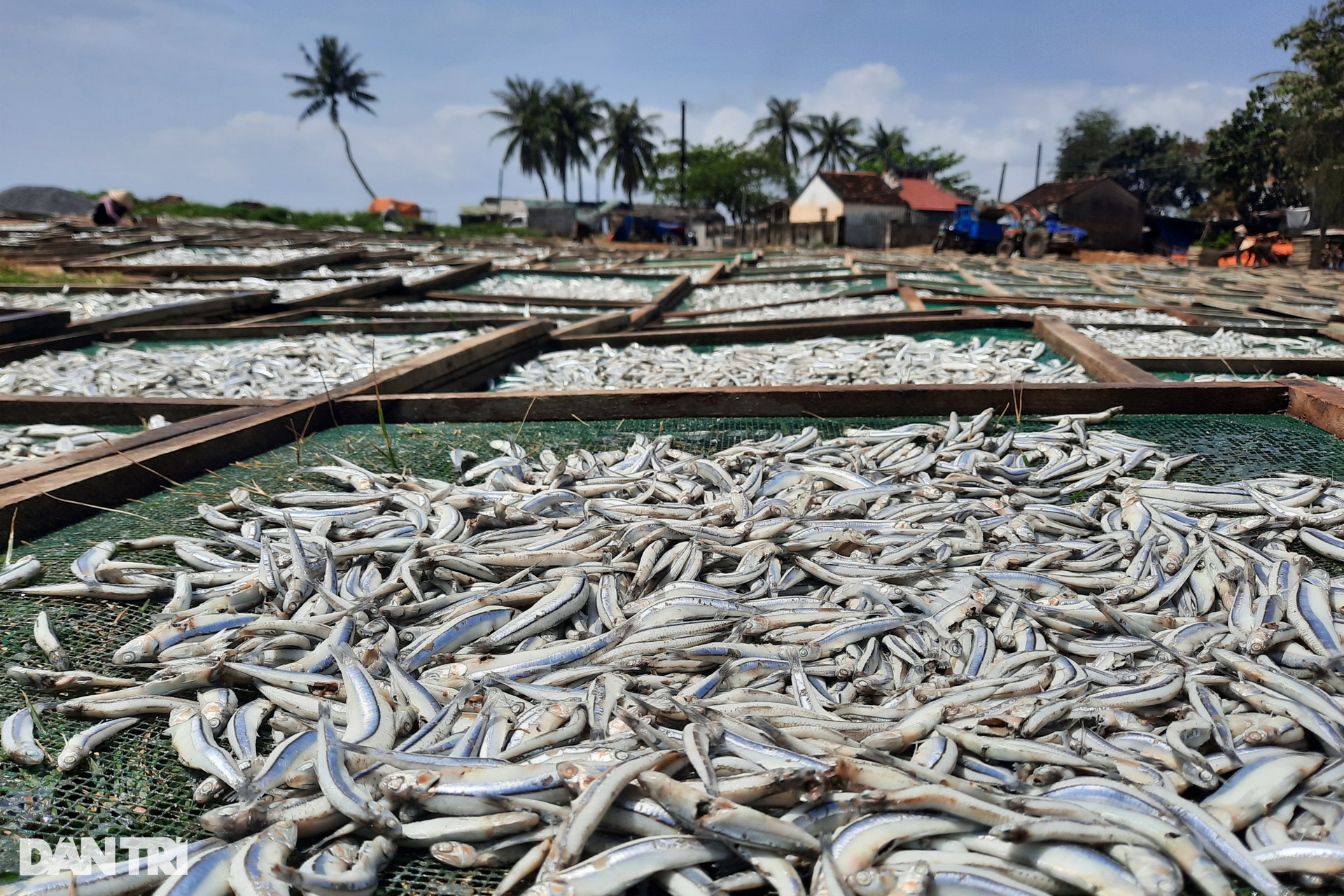 Phụ nữ vùng biển tất bật với mùa phơi cá cơm - 9 Phụ nữ vùng biển tất bật với mùa phơi cá cơm - 9