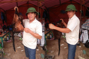 Truy tìm nhóm người nghi giết chồn bay quý hiếm rồi đăng Facebook