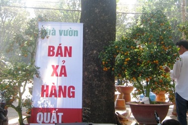 Hoa bình dân chưa lo ế, cảnh đắt sớm “xả hàng”