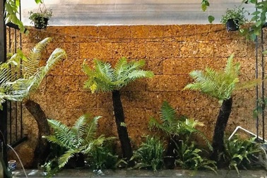 Loài cây từ thời cổ đại, mọc dại bờ tường, nay làm cảnh bán cả chục triệu