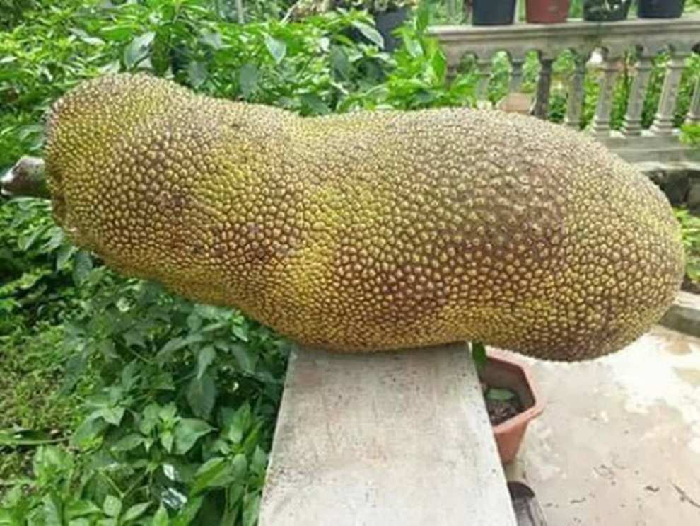 Loài mít ngoại lai hiếm có khó tìm, quả dài cả mét như đột biến - 1 Loài mít ngoại lai hiếm có khó tìm, quả dài cả mét như đột biến - 1