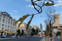 Người dân nói gì về "con đường lá me bay" mới ở trung tâm TPHCM?