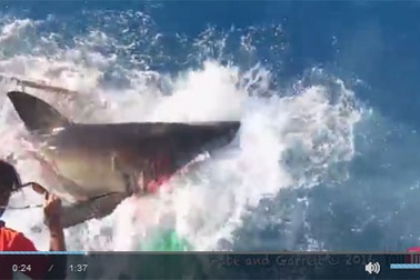 Thợ lặn phát hoảng khi thấy cá mập "nổi điên" lao vào lồng sắt