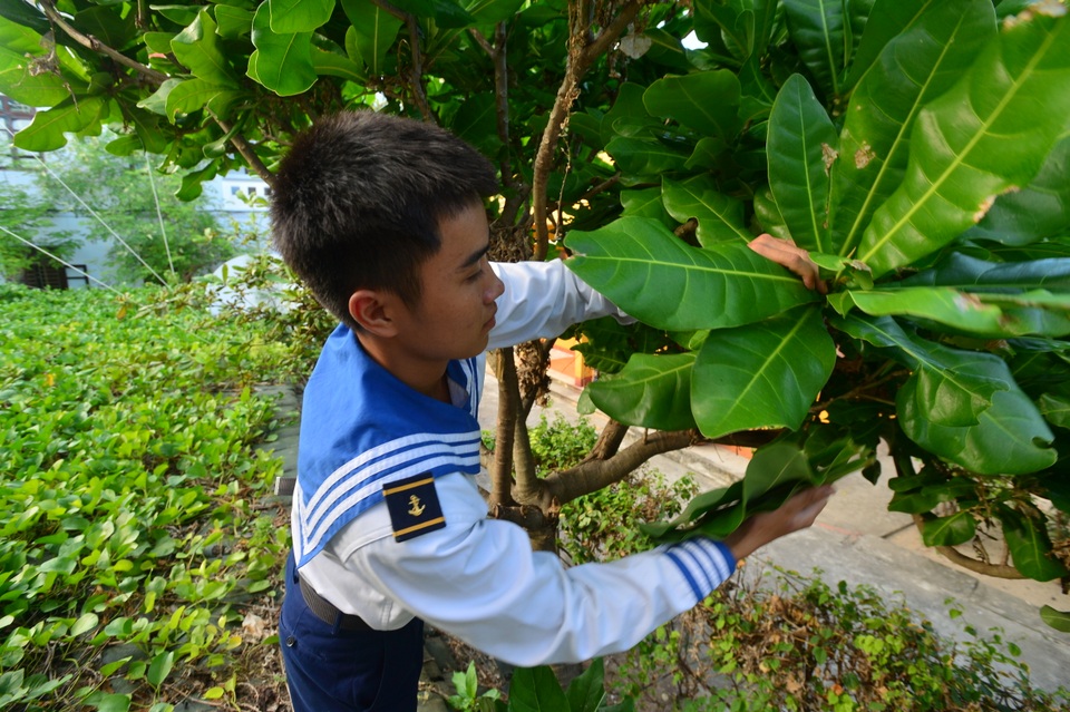 Bánh chưng gói lá bàng vuông: Đặc sản của Trường Sa - 1 Bánh chưng gói lá bàng vuông: Đặc sản của Trường Sa - 1