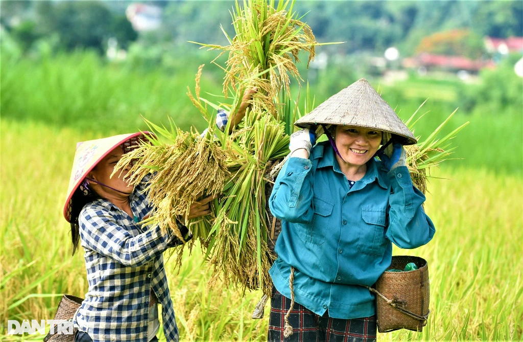 Người vùng cao băng rừng, vượt suối gùi mùa vàng về bản - 9 Người vùng cao băng rừng, vượt suối gùi mùa vàng về bản - 9