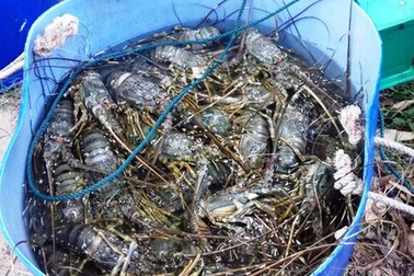 Ngư dân mất trắng chục tỷ đồng vì tôm hùm chết hàng loạt