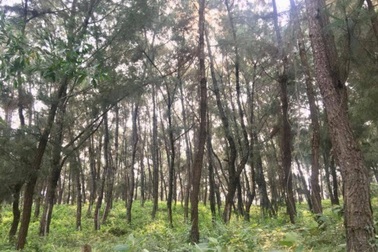 Người đàn ông tử vong trong rừng với vết đâm ở cổ