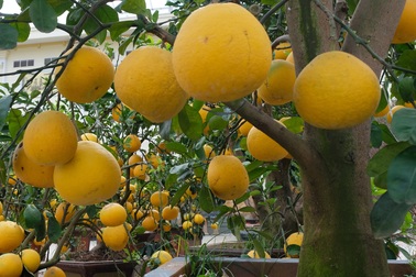 Bưởi cảnh, quất thế hàng chục triệu đồng "rục rịch" xuống phố