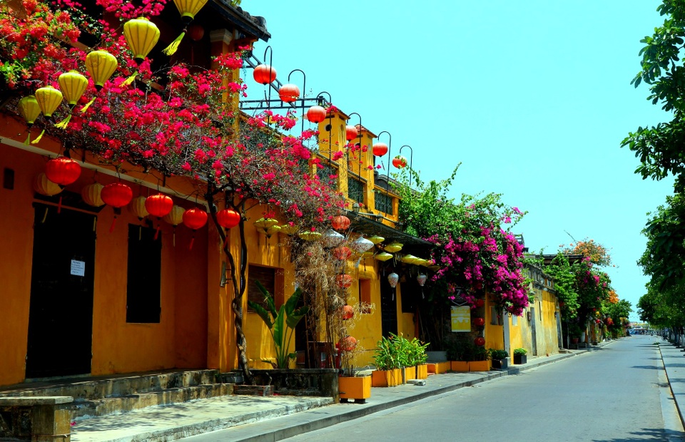 Hội An rực rỡ sắc hoa giữa tâm dịch Covid-19 - 5 Hội An rực rỡ sắc hoa giữa tâm dịch Covid-19 - 5