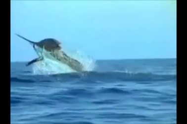 Cá ngừ xanh Đại Tây Dương, sinh vật biển bị con người đe dọa