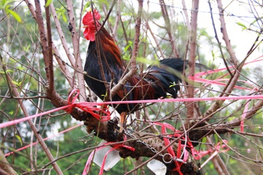 Mua đào được tặng… gà lấy may năm Đinh Dậu