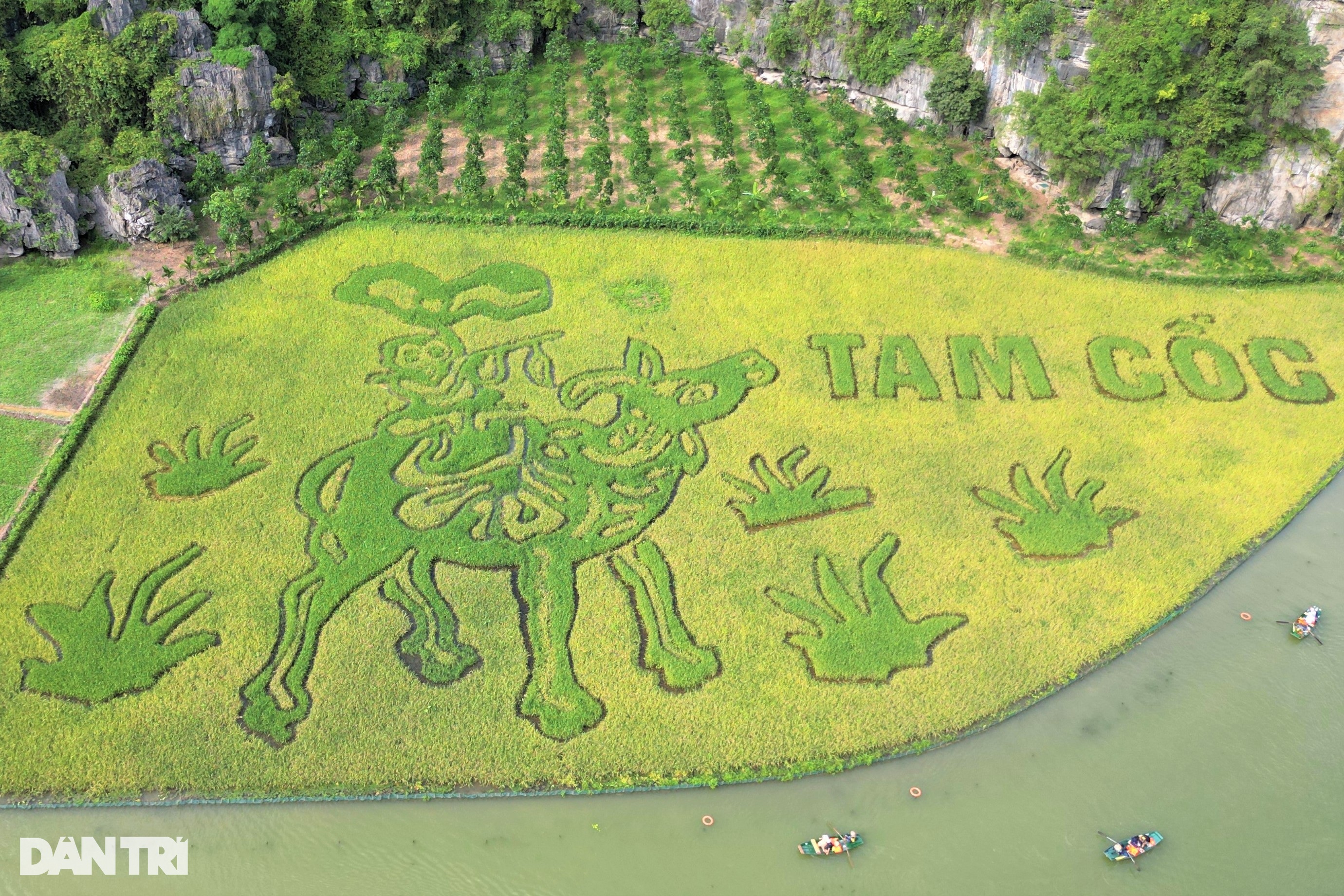 Bức tranh Mục đồng thổi sáo khổng lồ trên cánh đồng lúa đẹp nhất Việt Nam - 2