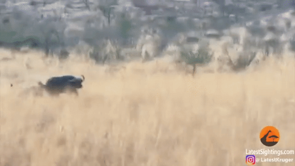 Mải chạy trốn sư tử, trâu rừng chạy mất phương hướng và húc thủng ô tô - 1